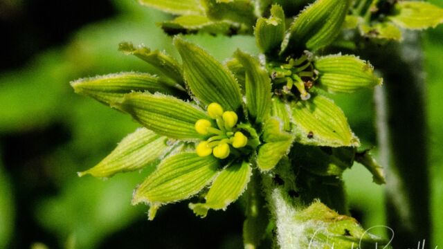 Green Corn Lily, Veratrum viride Green Corn Lily, Veratrum viride