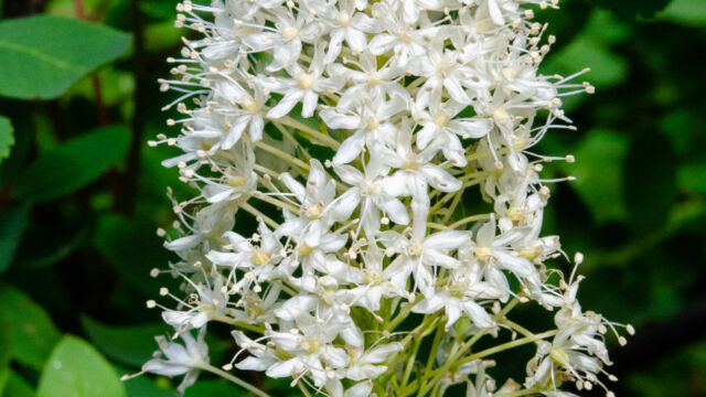 Xerophyllum tenax Bear Grass, Xerophyllum tenax