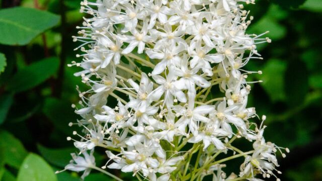 Xerophyllum tenax Bear Grass, Xerophyllum tenax