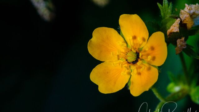 Potentilla flabellifolia Fan-leaf Cinquefoil, Potentilla flabellifolia