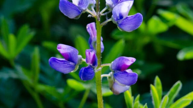 Lupinus arcticus ssp. subalpinus Subalpine Lupine, Lupinus arcticus ssp. subalpinus