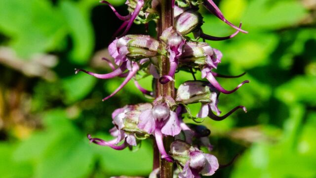 Pedicularis groenlandica Elephant's head, Pedicularis groenlandica