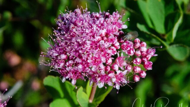 Spiraea splendens Rose meadowsweet, Spiraea splendens
