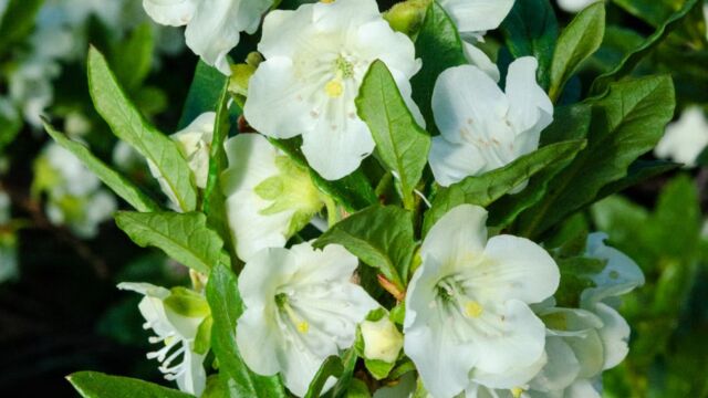 White Rhododendron, Rhododendron albiflorum White Rhododendron, Rhododendron albiflorum