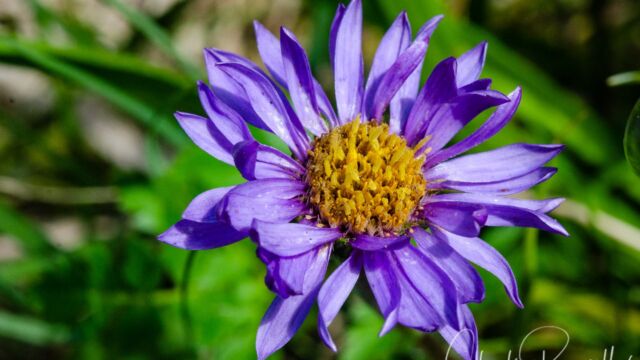 Oreostemma alpigenum Tundra aster, Oreostemma alpigenum