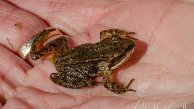 Rana cascadae Cascades frog, Rana cascadae