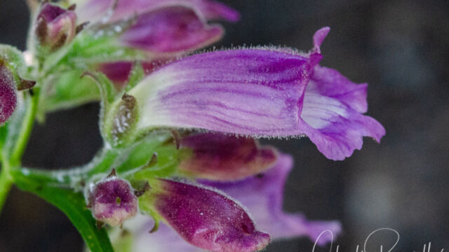 Nothochelone nemorosa Turtlehead, Nothochelone nemorosa