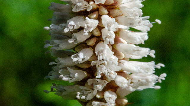 Polygonum bistortoides American Bistort, Polygonum bistortoides