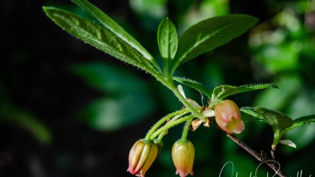 Menziesia ferruginea Fool's Huckleberry, Menziesia ferruginea