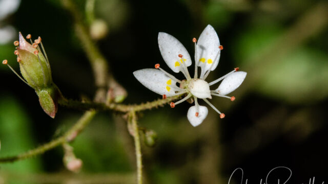 Saxifraga ferruginea Rusty Saxifrage, Saxifraga ferruginea