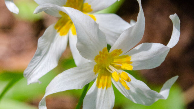 Erythronium montanum Avalanche Lily, Erythronium montanum