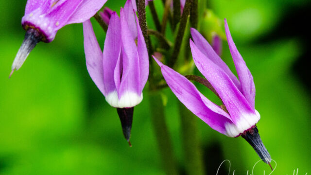 Primula jeffreyi Jeffrey's Shooting Star, Primula jeffreyi