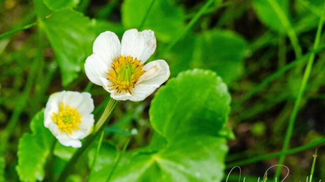Caltha leptosepala Marsh Marigold, Caltha leptosepala
