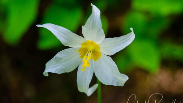 Erythronium montanum Avalanche Lily, Erythronium montanum