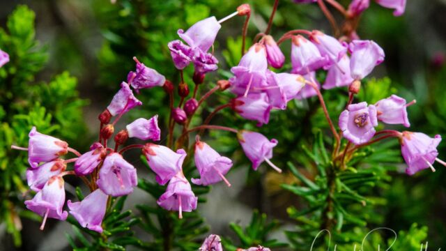 Phyllodoce empetriformis Pink Mountain Heather, Phyllodoce empetriformis