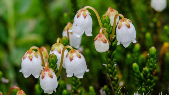 Cassiope mertensiana White Mountain Heather, Cassiope mertensiana