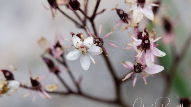 Saxifraga nelsoniana ssp. cascadensis Nelson's Brook Saxifrage, Saxifraga nelsoniana ssp. cascadensis