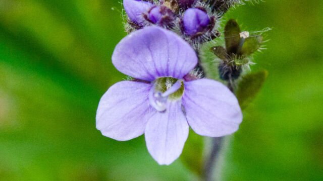 Veronica wormskjoldii Alpine Speedwell, Veronica wormskjoldii