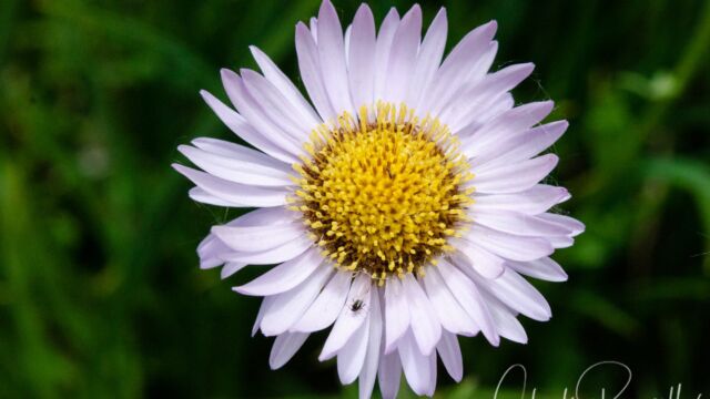 Erigeron peregrinus Wandering Daisy, Erigeron peregrinus