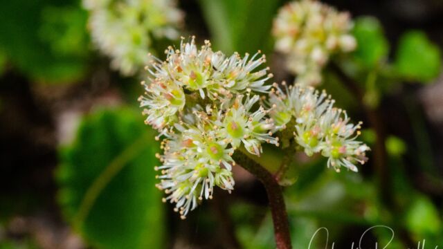 Leptarrhena pyrolifolia Leatherleaf Saxifrage, Leptarrhena pyrolifolia
