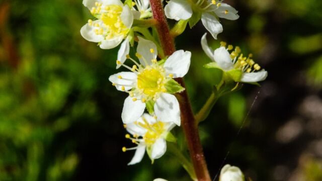 Luetkea pectinata Partridgefoot, Luetkea pectinata