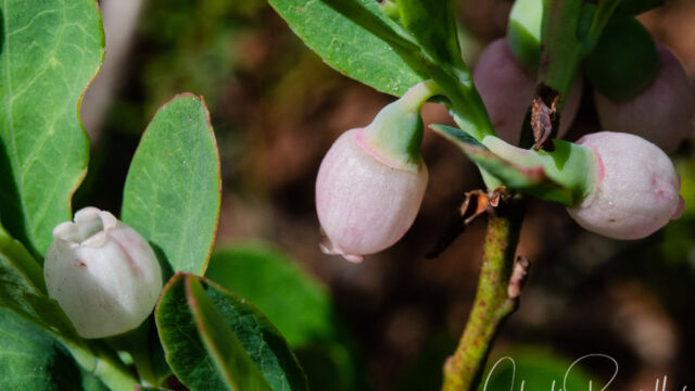 Vaccinium spp. Huckleberry, Vaccinium spp.
