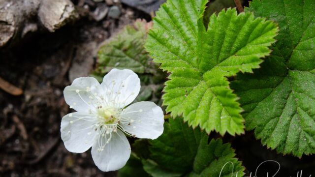 Fragaria vesca Greenleaf Strawberry, Fragaria vesca