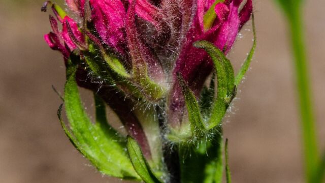 Castilleja parviflora var. oreopola Magenta Paintbrush, Castilleja parviflora var. oreopola