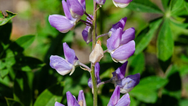 Lupinus polyphyllus Large-Leaved Lupine, Lupinus polyphyllus