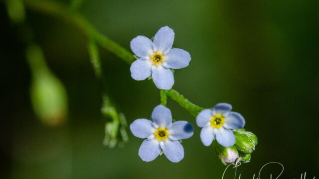 Myosotis laxa Small-Flowered Forget-Me-Not, Myosotis laxa