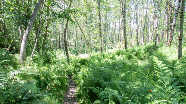 Fern gully along the Hummocks trail Hummocks trail, Mount St. Helens