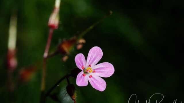 Erodium cicutarium Redstem storksbill, Erodium cicutarium