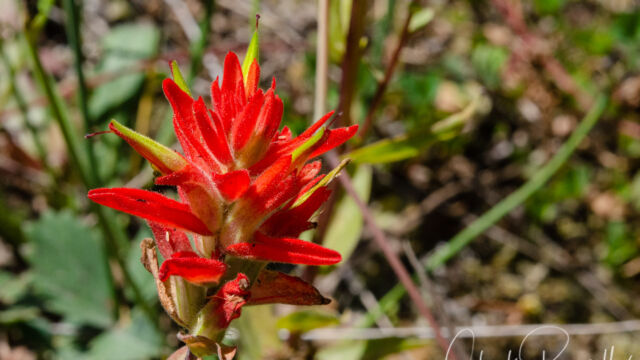 Castilleja miniata Scarlet paintbrush, Castilleja miniata