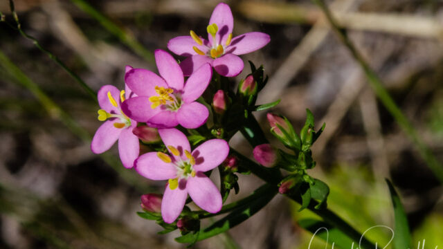 Centaurium erythraea Common Centaury, Centaurium erythraea