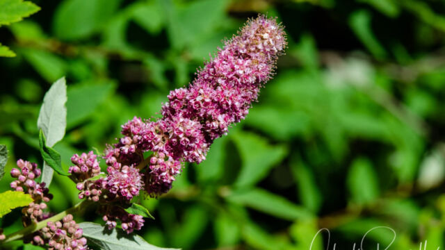 Spiraea douglasii Douglas's spiraea, Spiraea douglasii