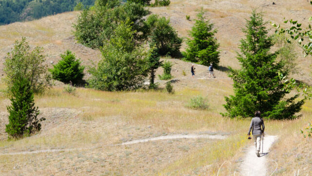 Exposed area of the trail as it crosses the hummocks Hummocks trail, Mount St. Helens