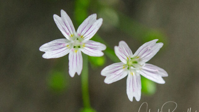 Claytonia sibirica Candy flower, Claytonia sibirica