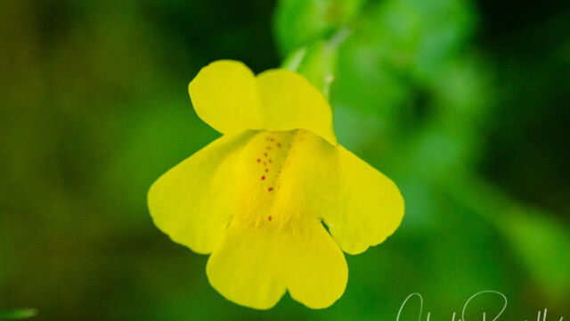 Erythranthe guttata Yellow monkey flower, Erythranthe guttata