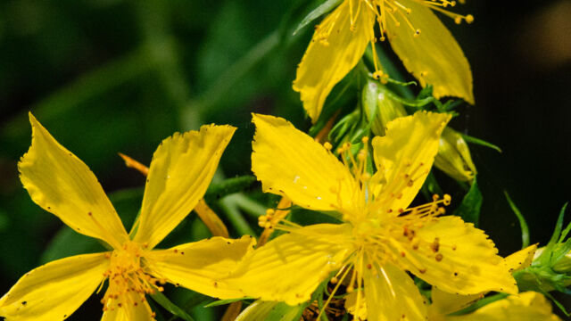 Hypericum perforatum Common St. John's Wort, Hypericum perforatum