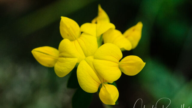 Lotus corniculatus Bird's-Foot Trefoil, Lotus corniculatus