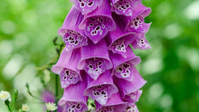 Digitalis purpurea Foxglove, Digitalis purpurea