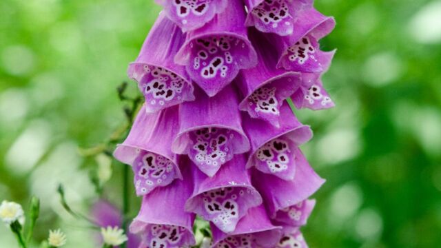 Digitalis purpurea Foxglove, Digitalis purpurea