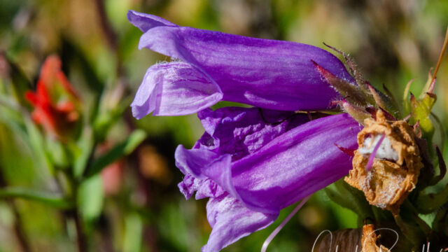Penstemon cardwellii Cardwell's Penstemon, Penstemon cardwellii