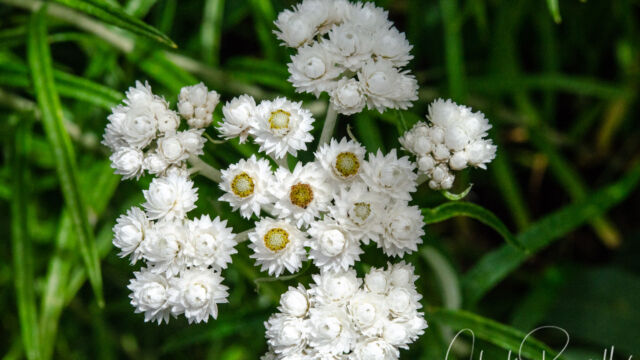 Anaphalis margaritacea Pearly Everlasting, Anaphalis margaritacea