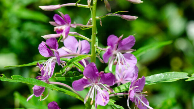 Chamerion angustifolium Fireweed, Chamerion angustifolium