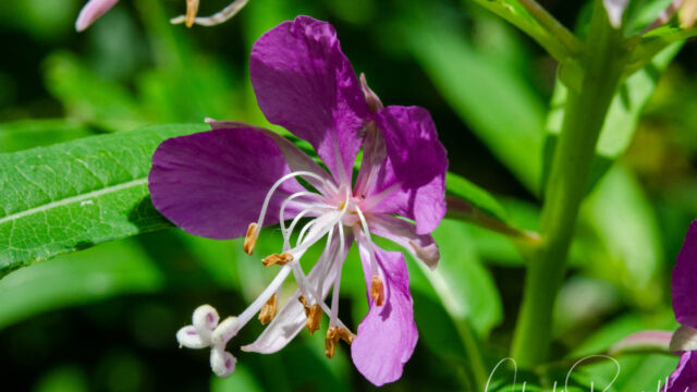 Chamerion angustifolium Fireweed, Chamerion angustifolium