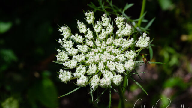 Daucus carota Queen Anne's Lace, Daucus carota