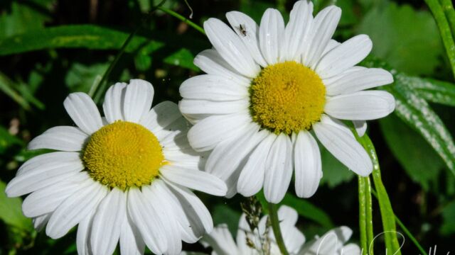 Leucanthemum vulgare Oxeye daisy, Leucanthemum vulgare