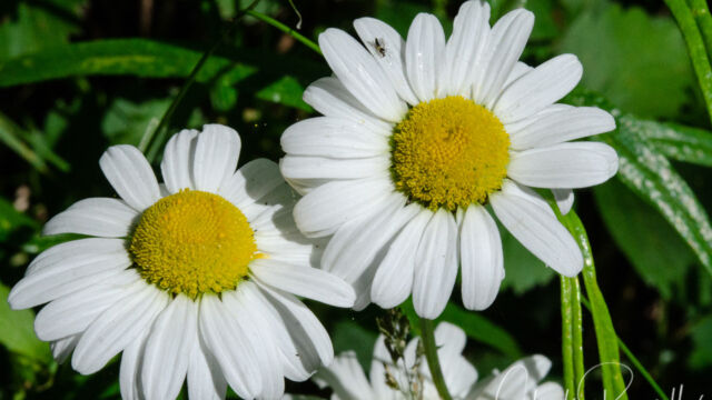 Leucanthemum vulgare Oxeye daisy, Leucanthemum vulgare