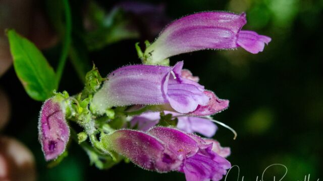 Nothochelone nemorosa Turtlehead, Nothochelone nemorosa